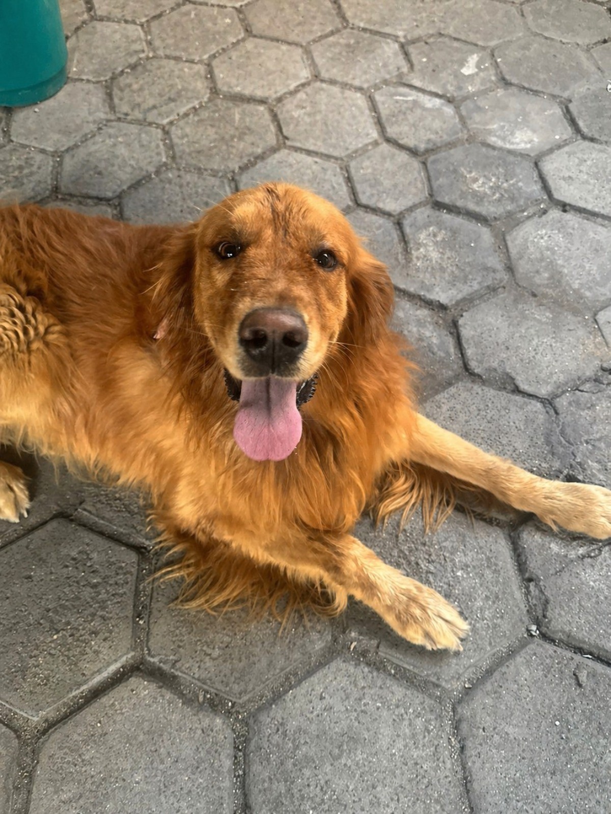 Dois cães são resgatados em situação de maus-tratos em Volta Redonda