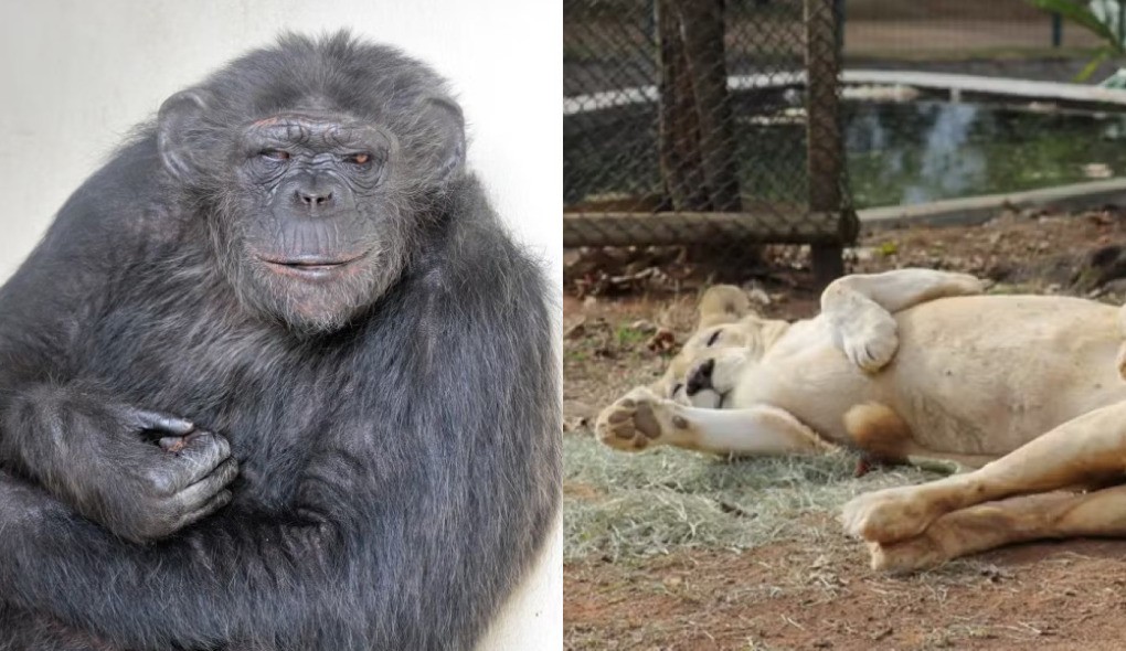 Leoa e chimpanzé que morreram no Zoo de BH tinham doenças 'pretéritas', diz prefeitura
