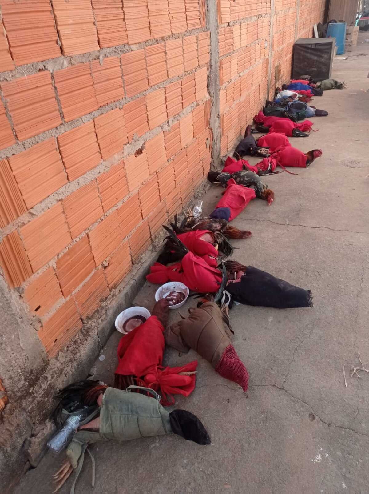 Polícia resgata 54 galos usados em rinha e aplica mais de R$ 160 mil em multas, em Montes Claros