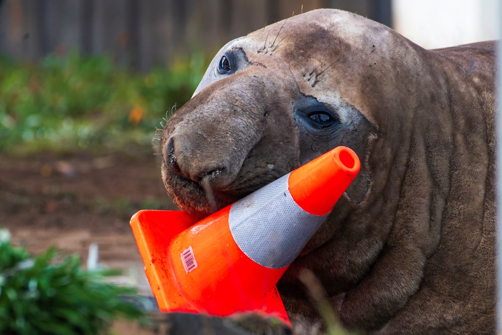 Neil, uma foca-elefante de 1.000 kg, brinca com um cone de trânsito na Tasmânia, Austrália, em 27 de junho de 2026. — Foto: Sam Volker Photography via AP