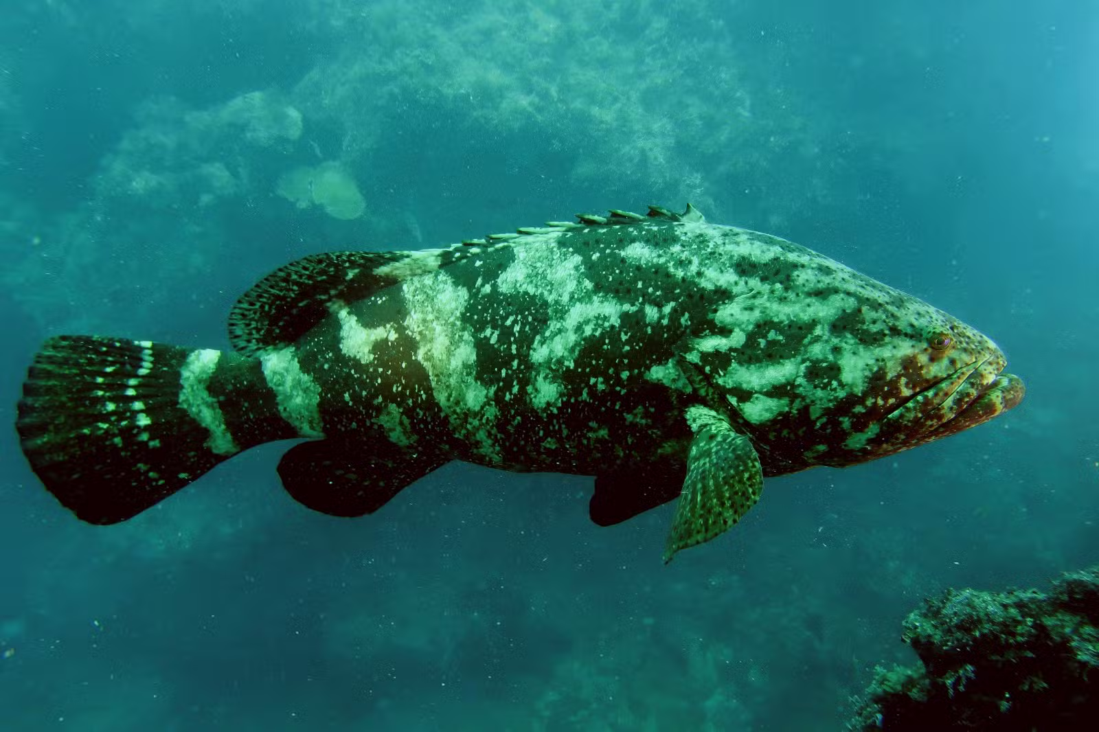 Em risco de extinção, peixe raro de 1,20 m é registrado no litoral de Alagoas; VÍDEO