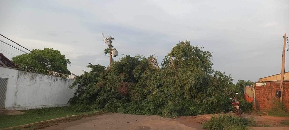 Queda de árvore em Guajará-Mirim após temporal — Foto: Rede Amazônica/Reprodução