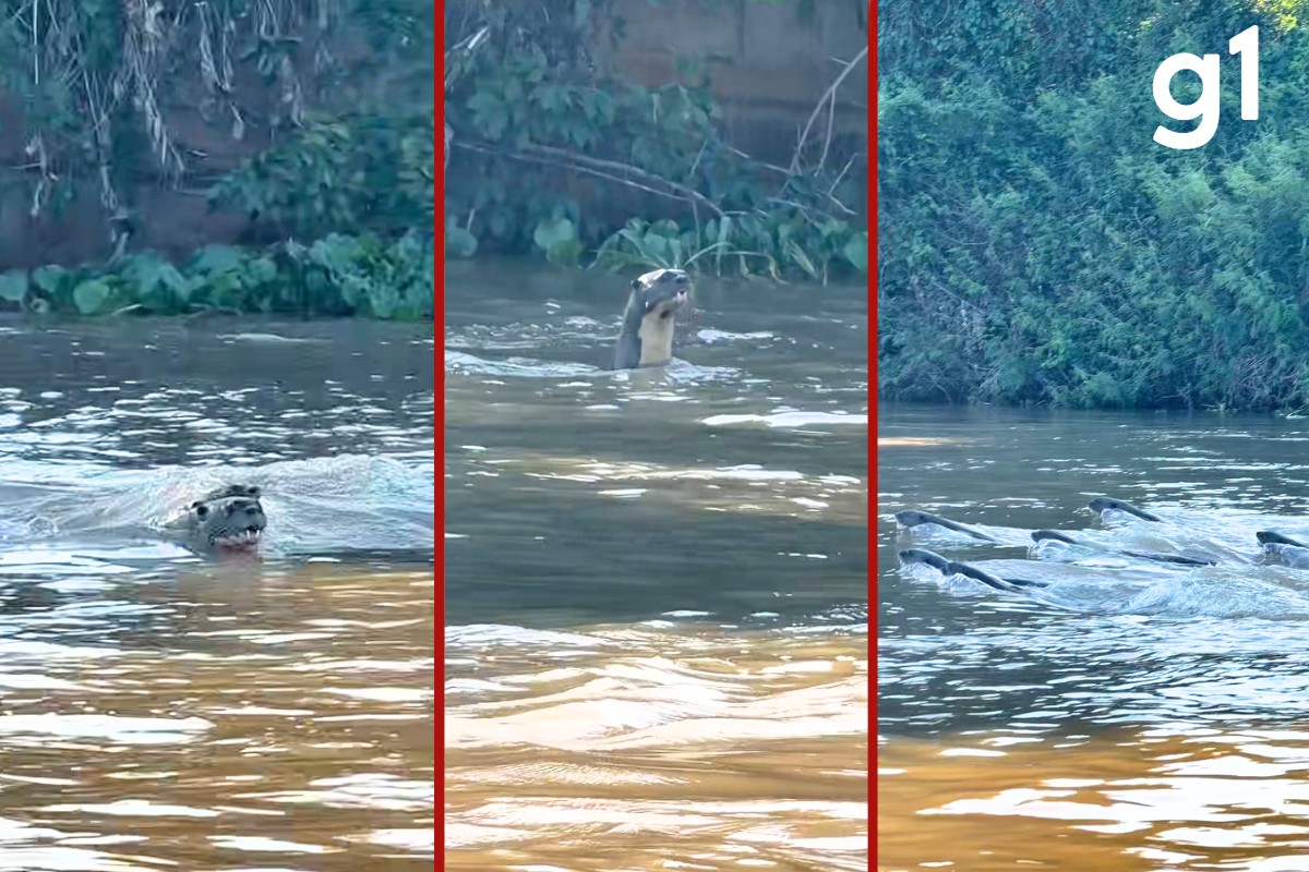 VÍDEO: ariranhas perseguem rivais por quase 2 km em disputa territorial no Pantanal de MT