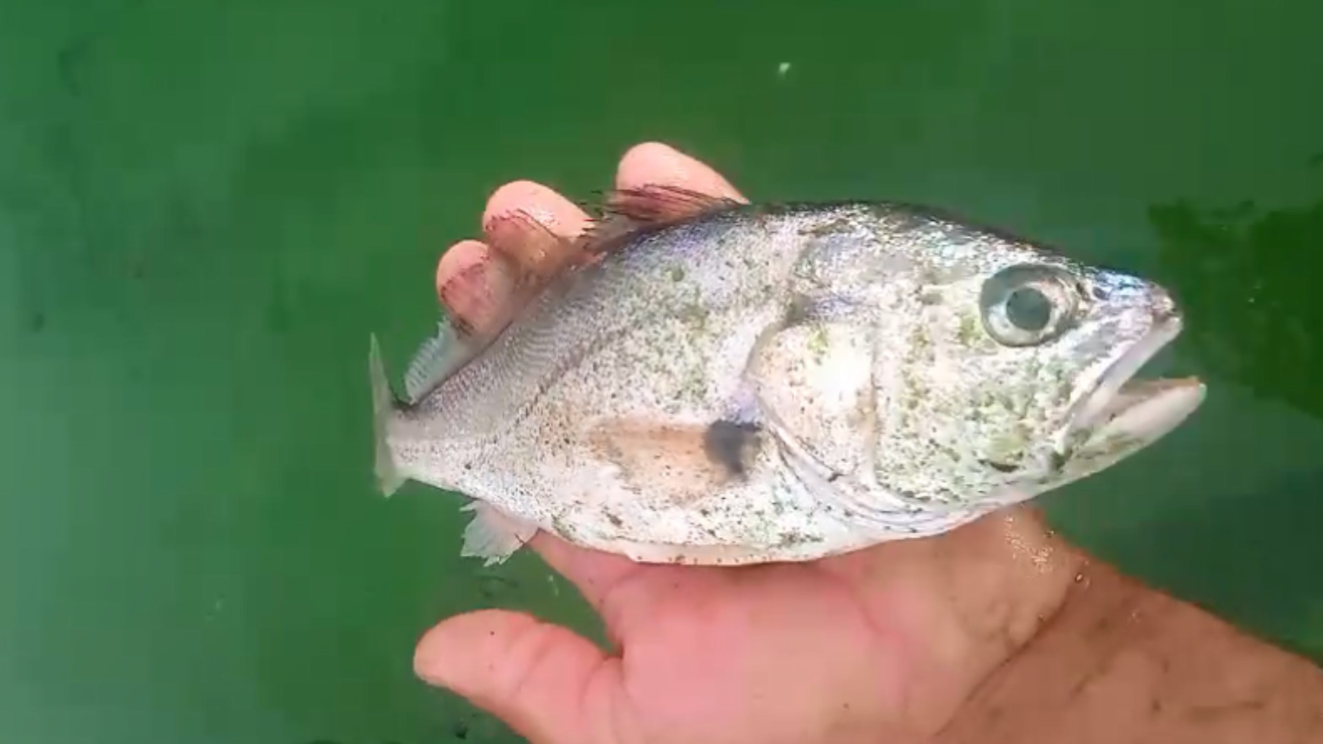 Peixes e camarões aparecem mortos às margens de rio em Barbosa