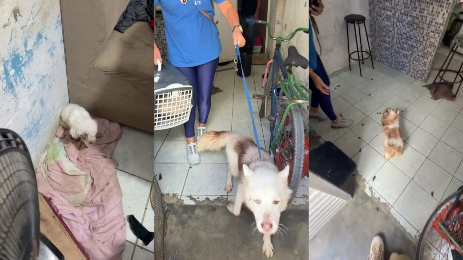 Homem é preso por maus tratos contra animais em canil clandestino no Grande Recife; 16 cães foram resgatados