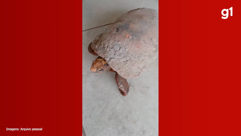 Jabuti-tinga foi encontrado em soterrado após 10 anos em uma casa na cidade de Itacajá — Foto: Arquivo Pessoal