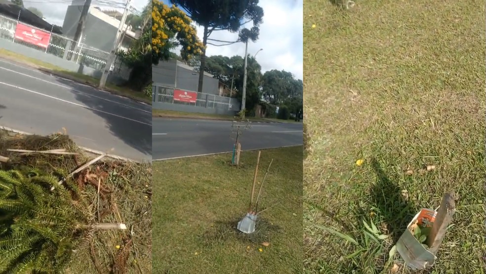 Desta vez, além de arrancá-las, mulher levou embora algumas das mudas — Foto: Um Milhão de Árvores