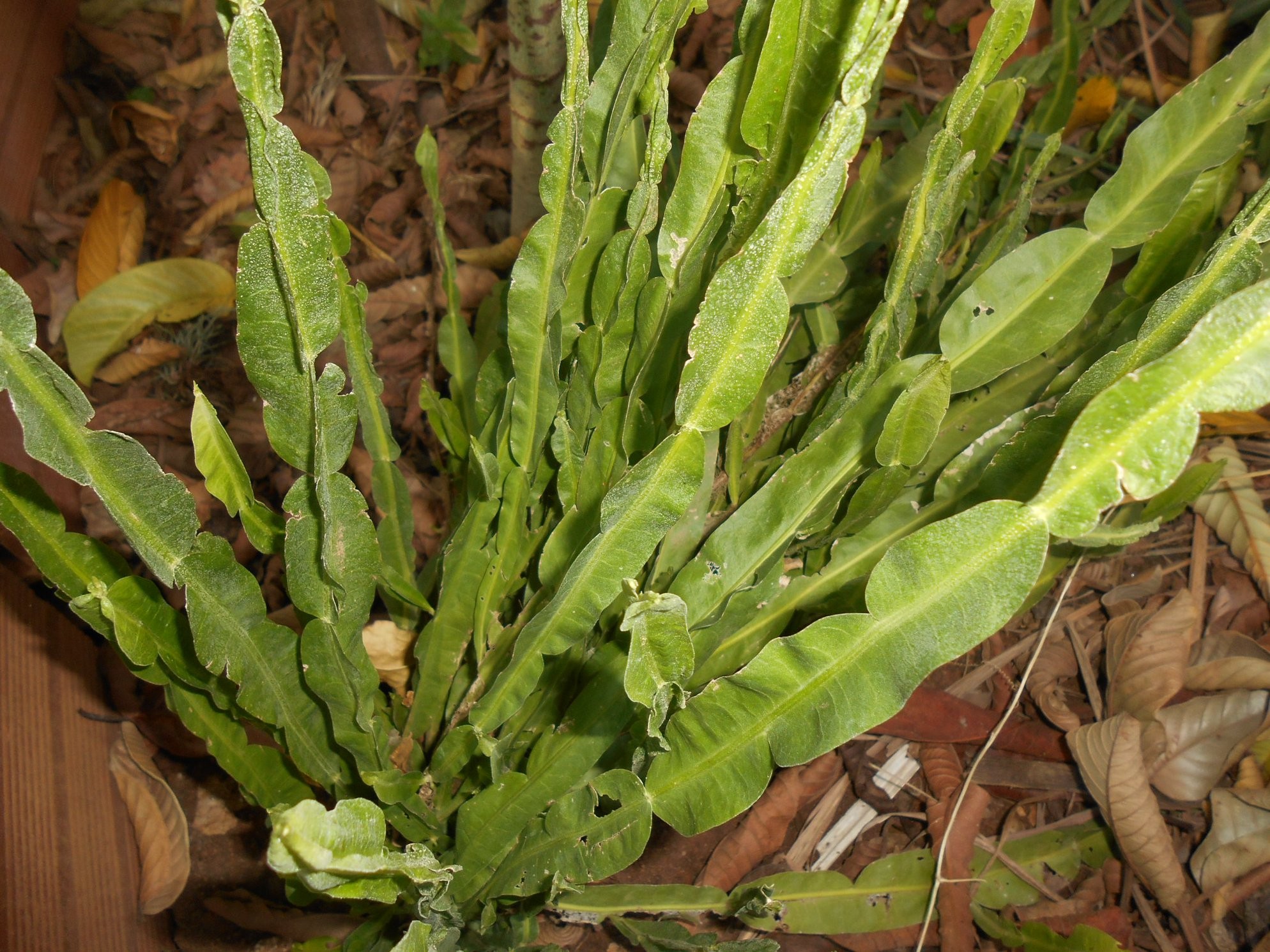 Carqueja É Bom Para O Fígado