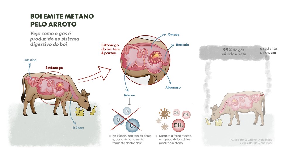 Boi emite metano pelo arroto. — Foto: Bruna Azevedo e Luisa Rivas | Arte g1