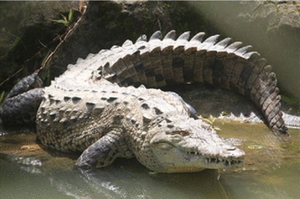 Foto do  crocodilo-americano, que pode ser encontrado no sul do México, América Central e norte da América do Sul (Peru e Venezuela). — Foto: Reprodução/The Royal Society