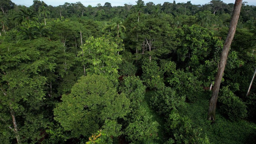 Propriedade de um dos cooperados da RECA (Reflorestamento Econ&ocirc;mico Consorciado e Adensado), no distrito de Nova Calif&oacute;rnia, em Porto Velho (RO). &mdash; Foto: Reprodu&ccedil;&atilde;o/Redes sociais