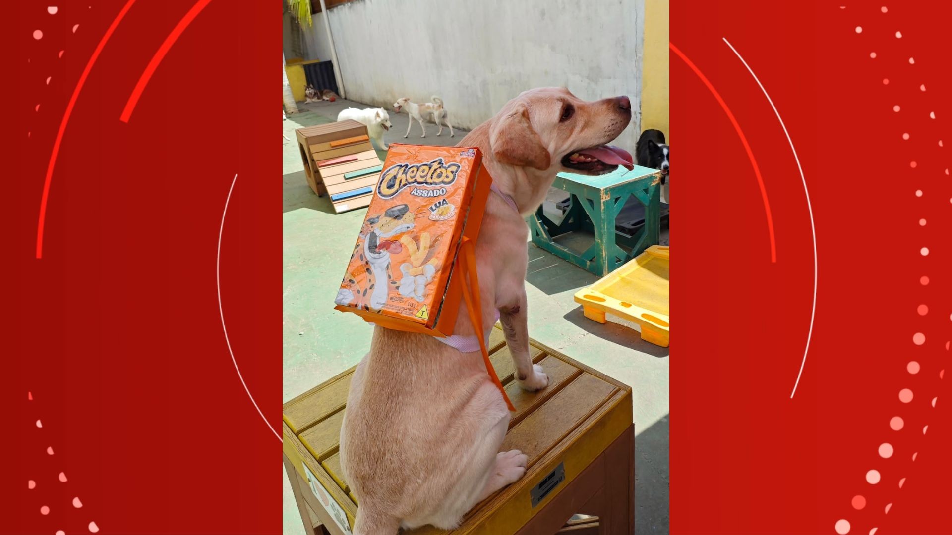 Romeo usou uma mochila de salgadinhos. — Foto: Karina Barros/Divulgação
