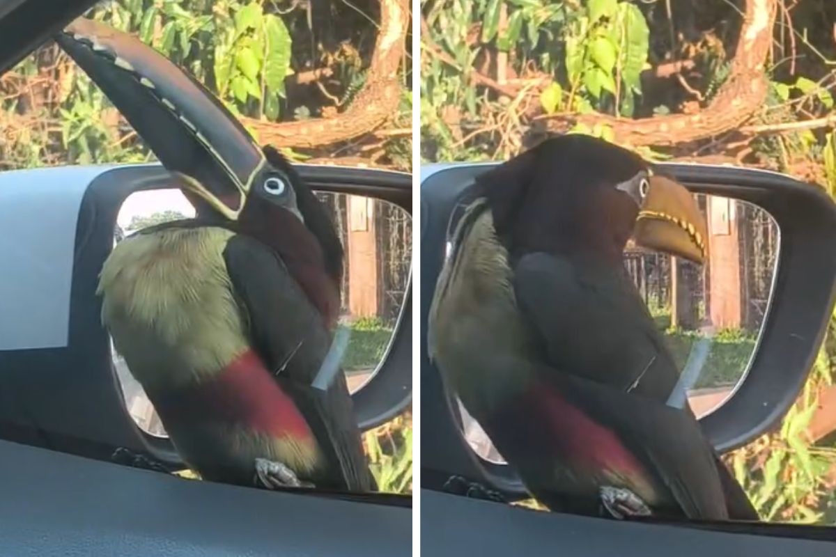 Tucano 'diferentão' pousa em janela de carro e assusta motorista em Campo Grande; VÍDEO
