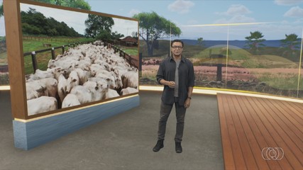 Confira os destaques do Jornal do Campo deste domingo (26)