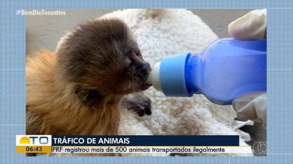 Levantamento registra mais 500 animais silvestres sendo transportados ilegalmente no TO
