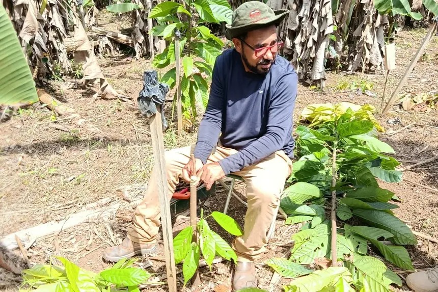 Agricultores de Almeirim recebem orientação técnica para fortalecer cadeia produtiva do cacau 