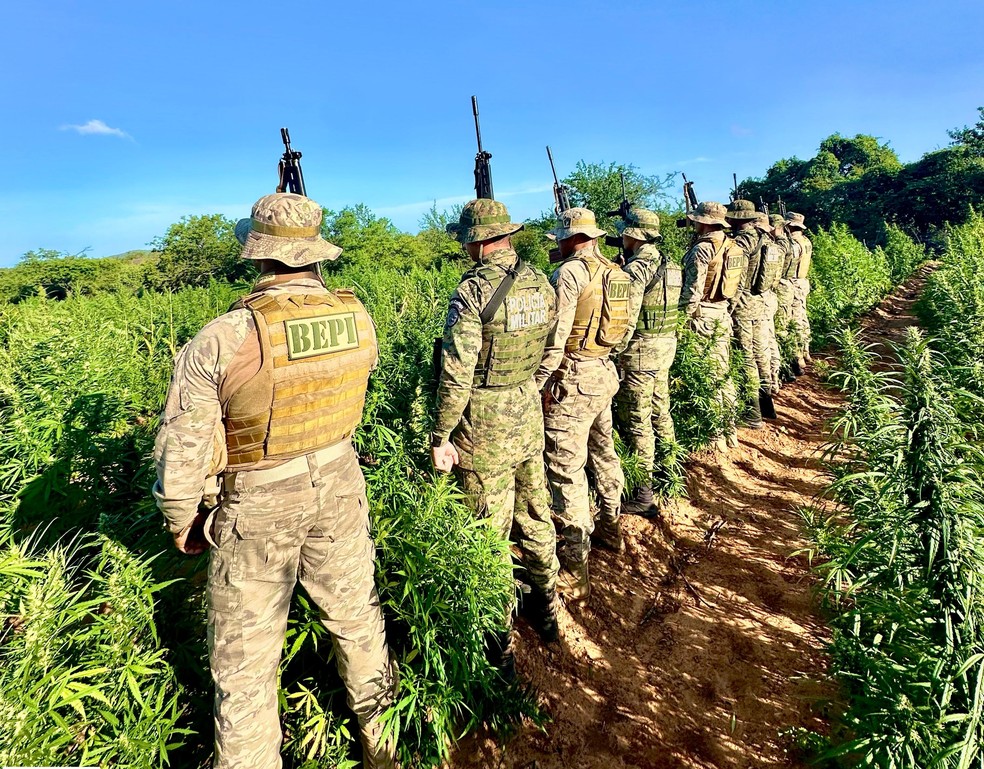 Plantação de maconha é desarticulada na zona rural de Dom Inocêncio. — Foto: Divulgação/SSP-PI