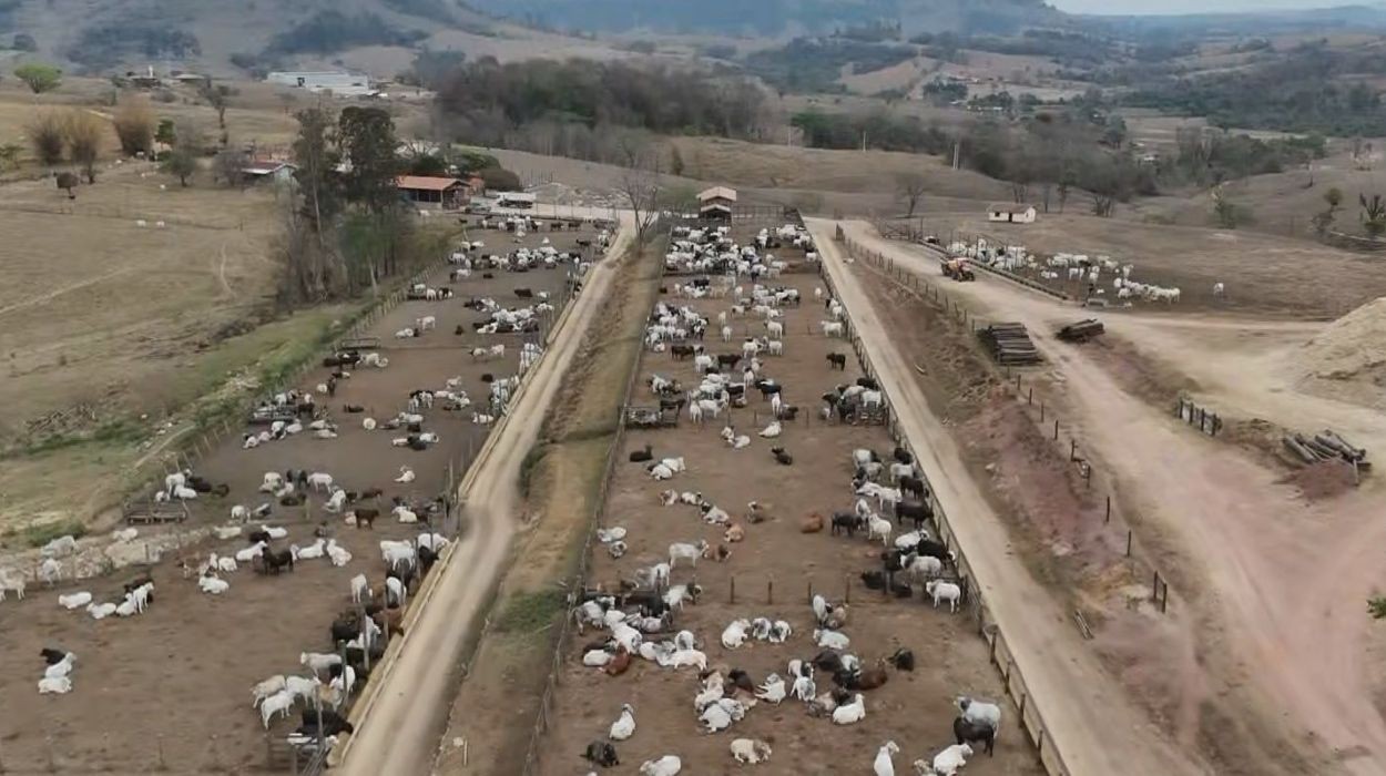 Cidade do interior de SP tem 4 bois para cada pessoa