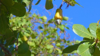 Primeiros cajus começam a aparecer nos pés e marcam início da safra em Palmas