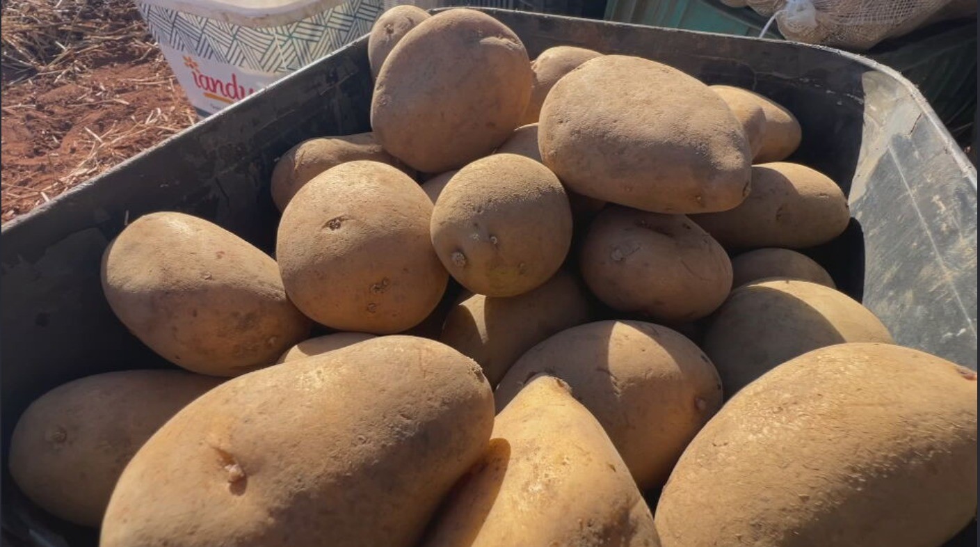 Produtores apostam em variedades nacionais de batatas