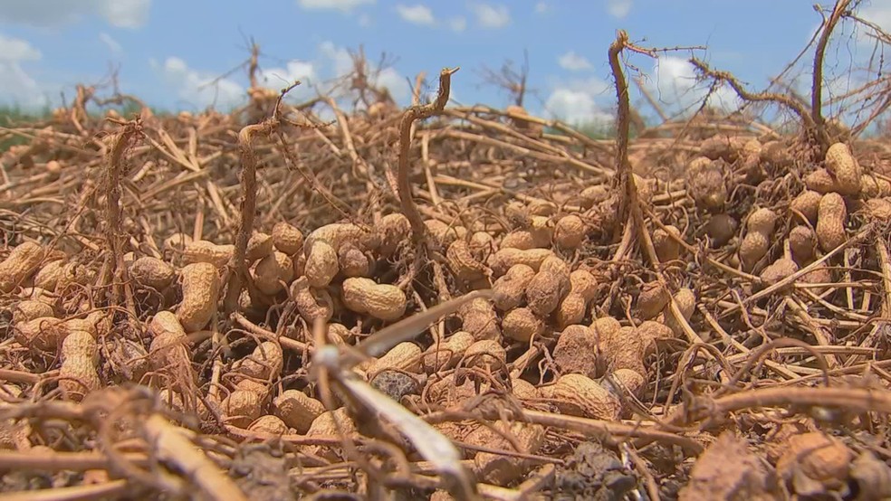 1 de 2
Amendoim &eacute; colhido ap&oacute;s ciclo de mais de 120 dias em lavoura de Luizi&acirc;nia (SP) &mdash; Foto: TV TEM/Reprodu&ccedil;&atilde;o