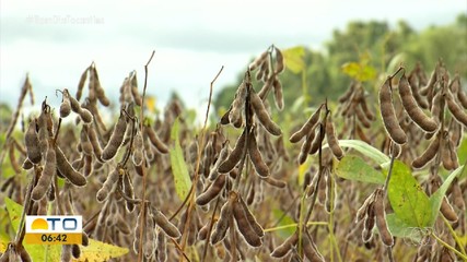 Tocantins alcança recorde na safra de grãos, mas custos dos insumos preocupam produtores