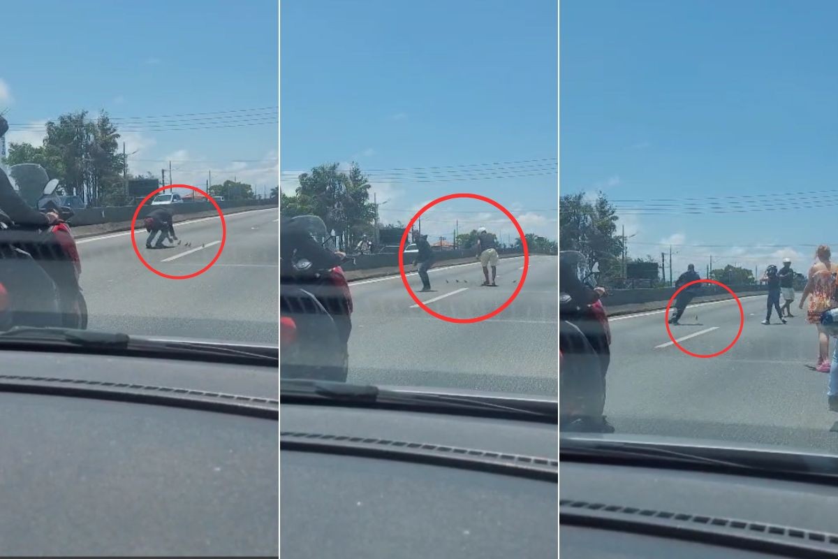 Motociclistas param o trânsito para salvar patinhos perdidos; VEJA
