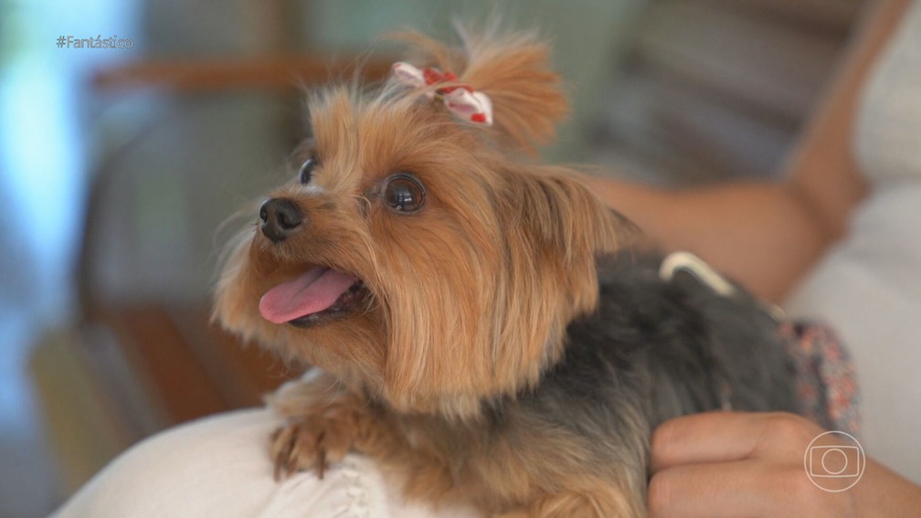 A cadelinha Cherie — Foto: Fantástico