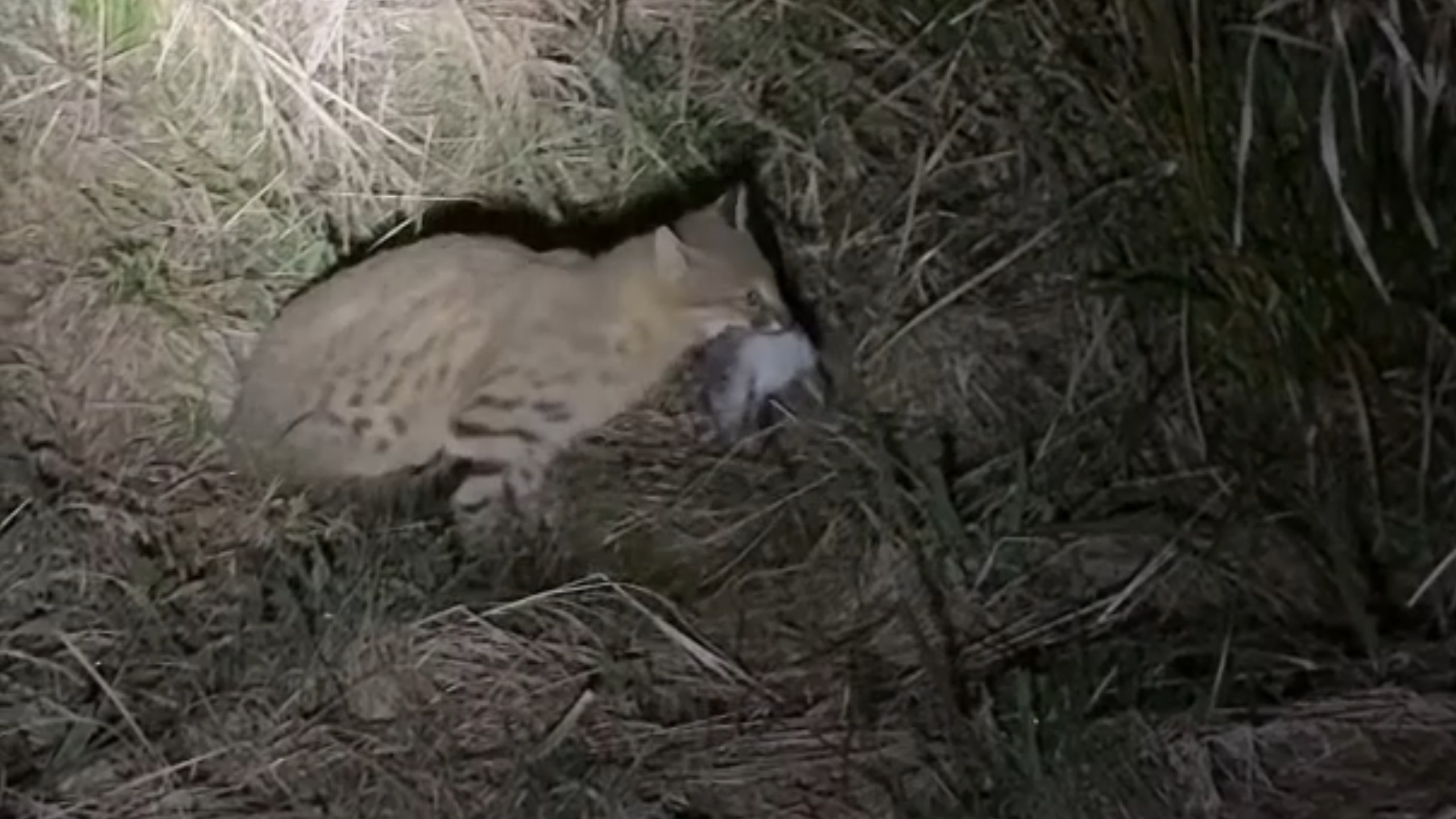 Gato-palheiro-pampeano: agricultor registra primeiras imagens de felino ameaçado de extinção caçando ratos; VÍDEO