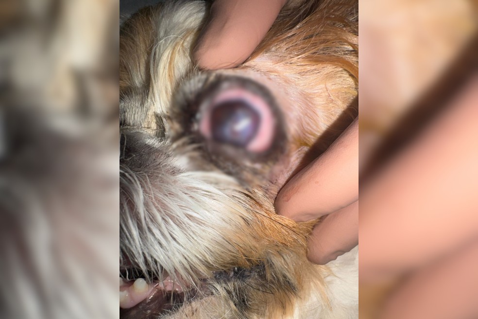 Outro cachorro que também passou por transplante de córnea local e estava com pontos — Foto: Eudes Candido/Arquivo pessoal