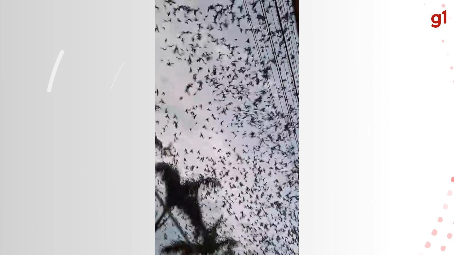 VÍDEO: revoada com centenas de andorinhas impressiona moradores de cidade do Paraná