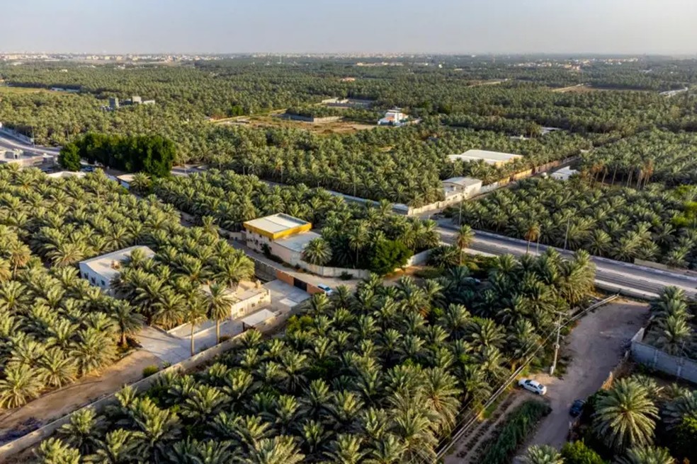 O oásis de Al-Ahsa é formado por tamareiras — Foto: Getty Images via BBC