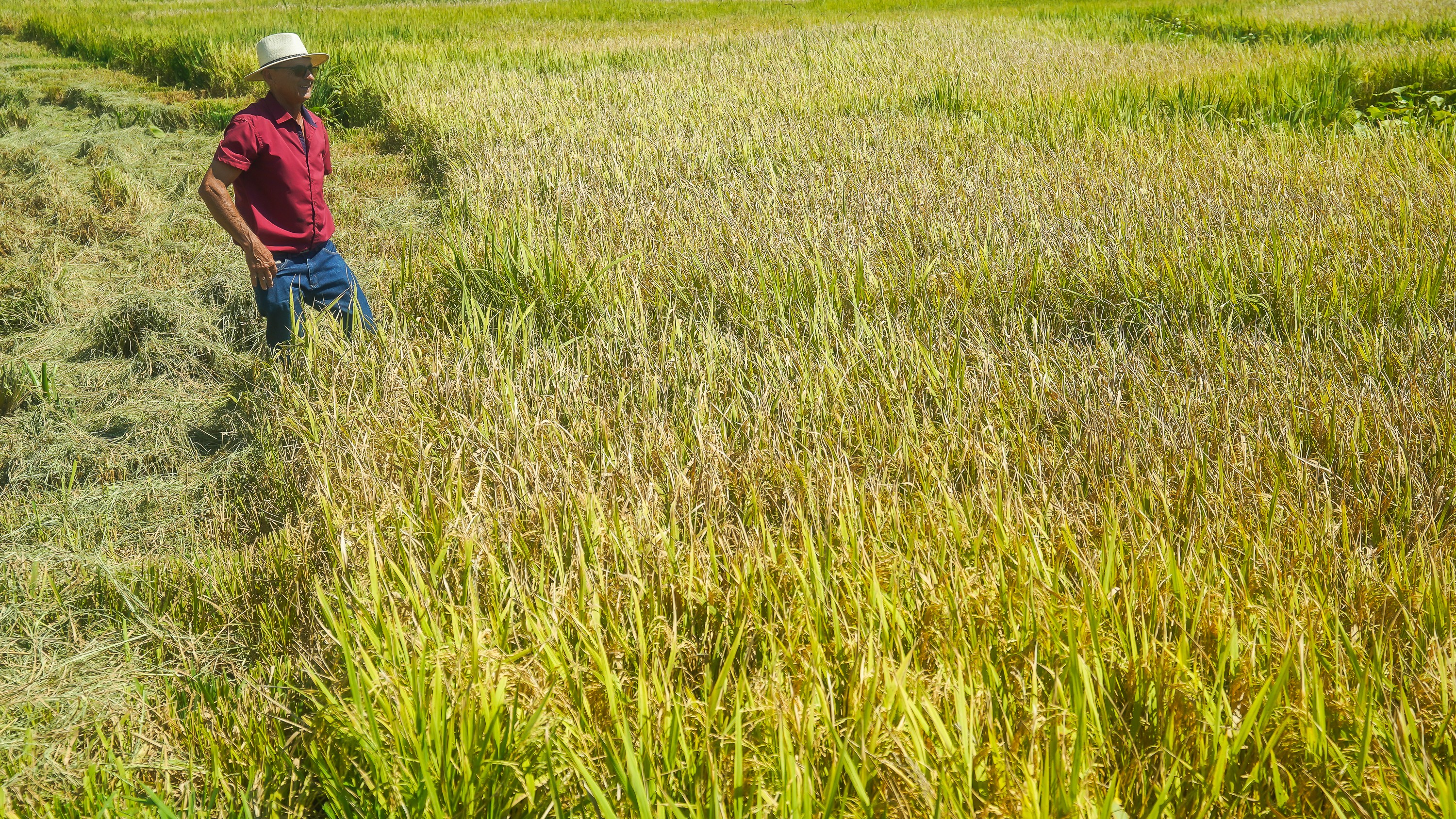Temporais no RS podem interferir na produção de arroz, alertam produtores; 'Incerteza na safra', diz pesquisa da Esaq-USP 