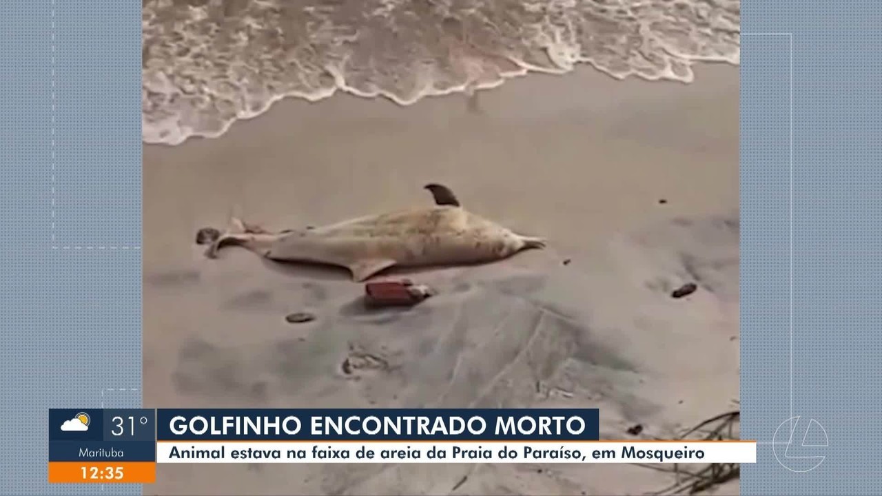 Golfinho é encontrado morto na praia do Paraíso, em Mosqueiro, e chama atenção de banhistas