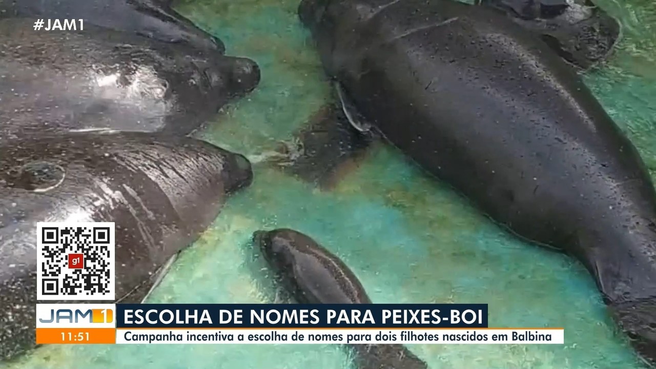 Campanha escolhe nomes para filhotes de peixe-boi-da-Amazônia; veja como participar