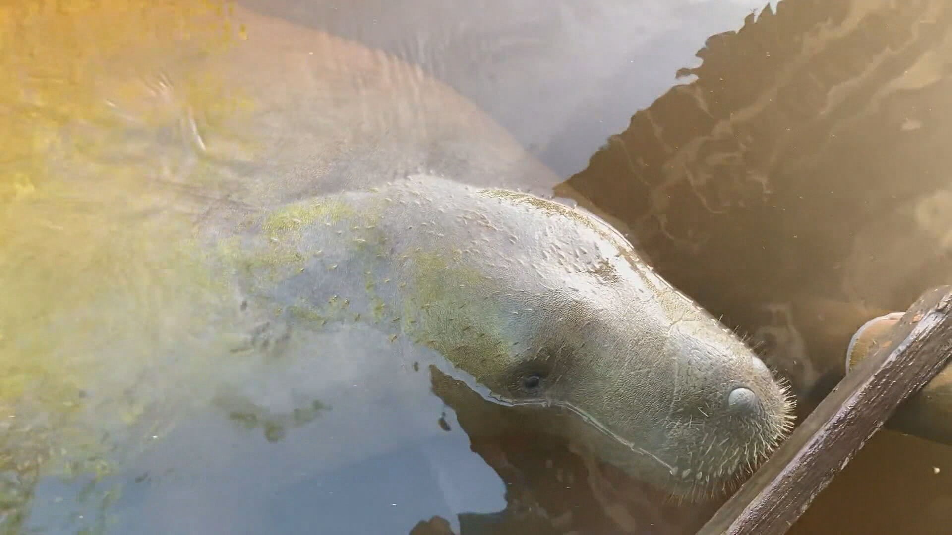 Substâncias tóxicas são encontradas no Rio Tatuamunha após morte de peixes-boi em Porto de Pedras 