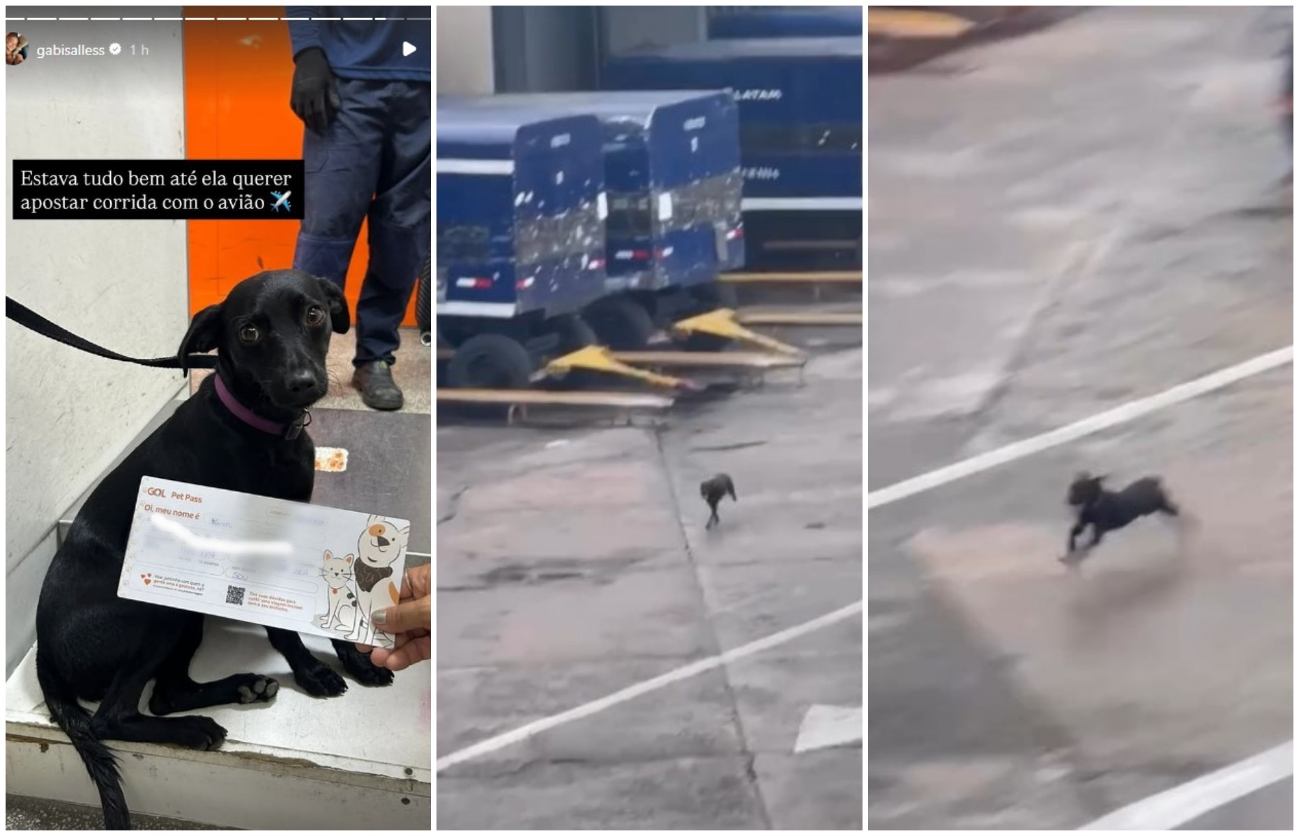 Cachorra foge de caixa de transporte, corre na pista, e voos no Aeroporto de Congonhas ficam suspensos por 9 minutos