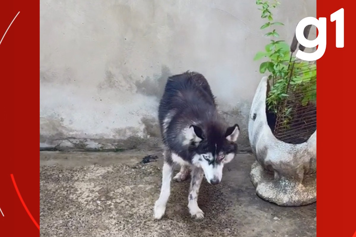 Tutor é flagrado agredindo cachorro com cinto e animal é resgatado em Várzea Grande (MT)  