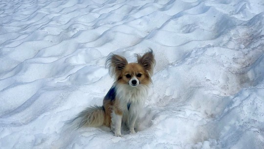 Chihuahua herói ajuda a salvar dono que caiu em geleira na Suíça - Tutor caiu em uma fenda de oito metros de profundidade perto da comuna de Saas-Fee; cão esperou na borda até a chegada dos socorristas.