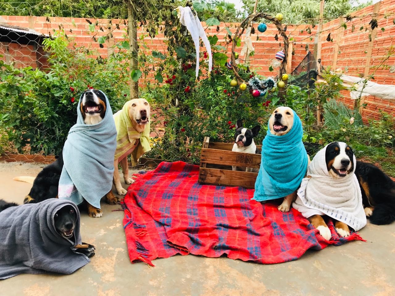 FOTOS: técnico de enfermagem cria tradição de registrar presépio com cães de estimação no interior de SP