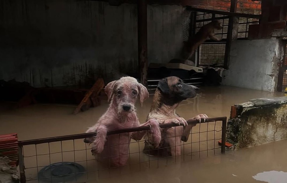 Animais são resgatados em cadeiras, bancos e mesas em abrigo alagado na Grande Fortaleza. — Foto: Anjos de Quatro Patas