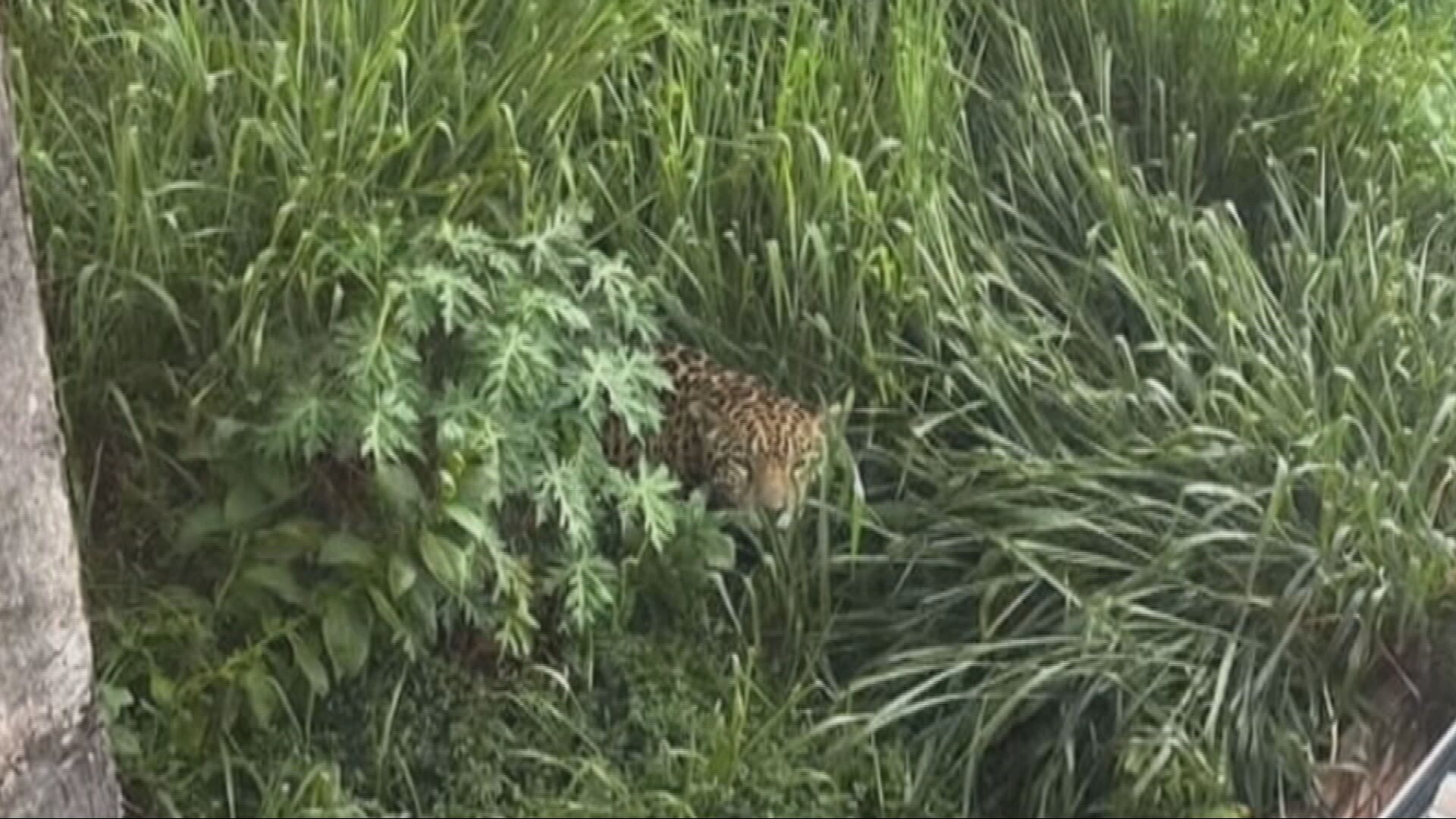Onça ou gato-do-mato? Mistério com vídeo de animal intriga moradores de bairro de BH