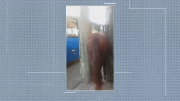Preso em atoleiro por quase um dia, cavalo é salvo por bombeiros na Grande  BH - Gerais - Estado de Minas