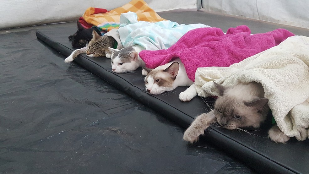 Castração é uma das principais alternativas para controle de animais  abandonados | É o Bicho | G1
