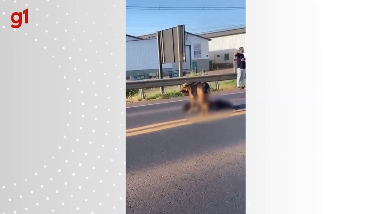VÍDEO: cadela fica mais de 8 horas ao lado de 'companheiro' morto atropelado em rodovia de SC