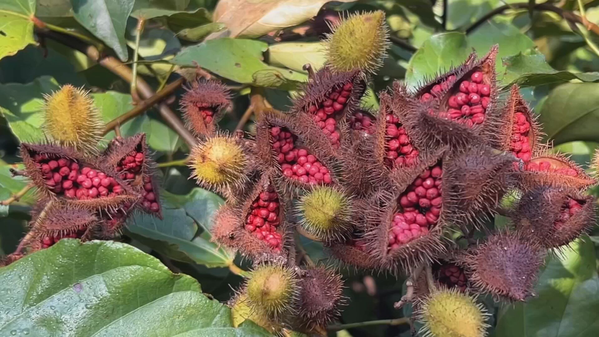 Urucum está no pico de colheita no interior de SP