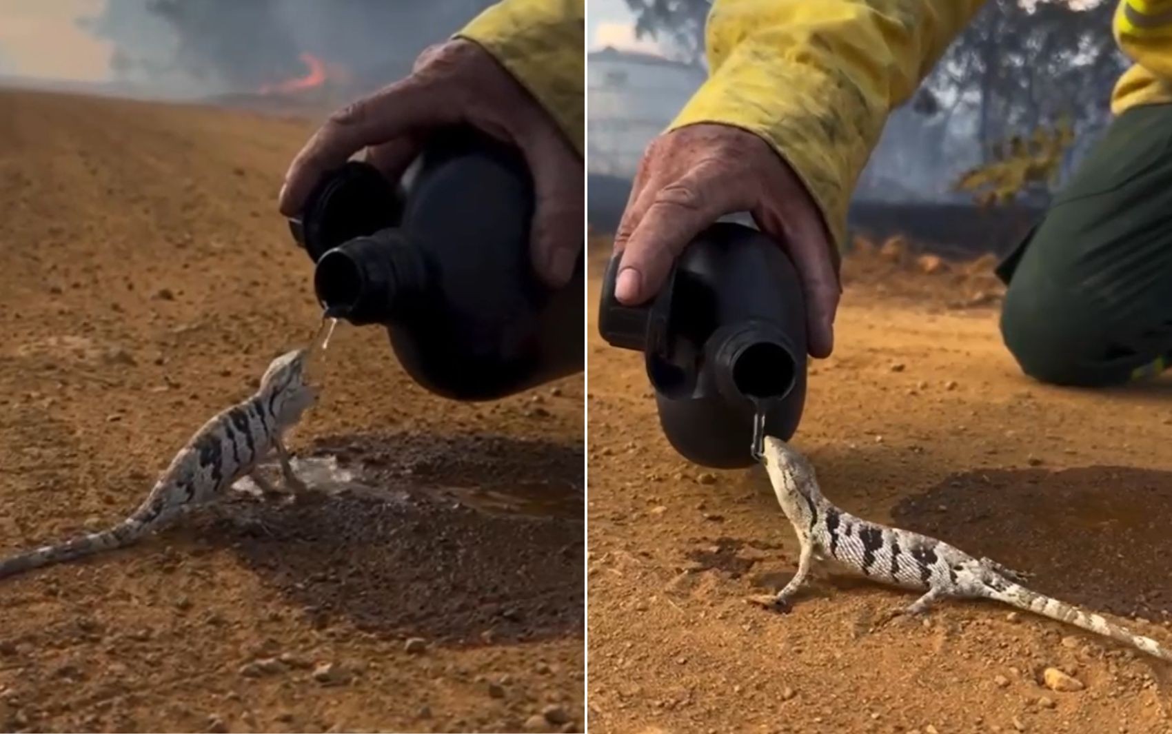 Brigadista emociona ao dar água a lagarto que fugia de incêndio em parque de Goiás; vídeo