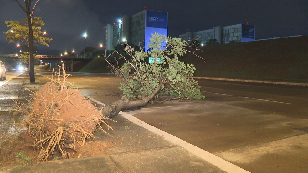 Árvore arrancada pela raiz no Setor Bancário Sul, no DF, após fortes chuvas — Foto: TV Globo/Reprodução