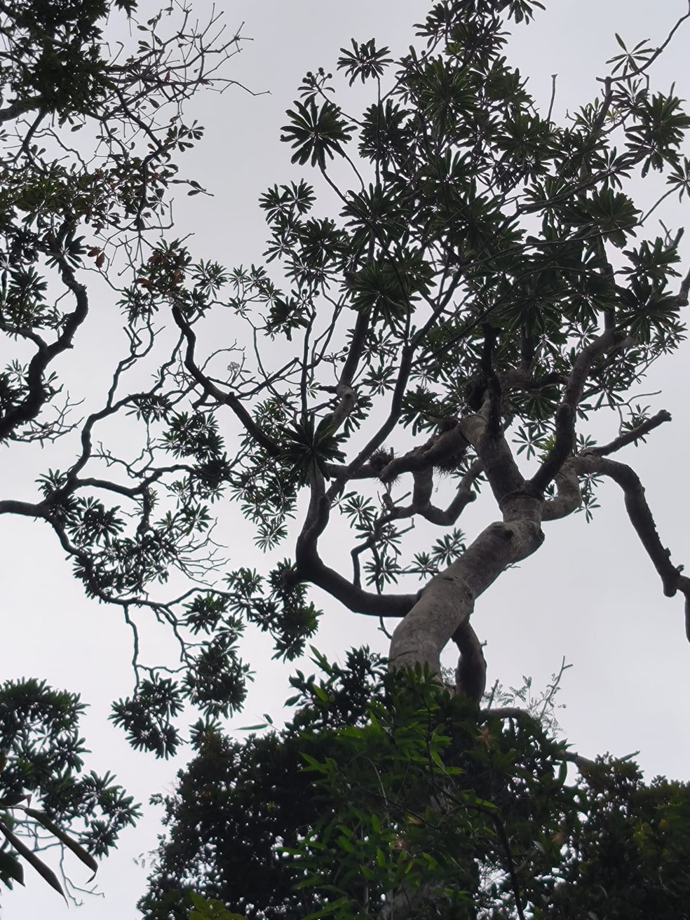 Árvore 'raríssima' que não era vista há mais de 50 anos em SP e com potencial medicinal é encontrada na Mata Atlântica em Ubatuba — Foto: José Ataliba