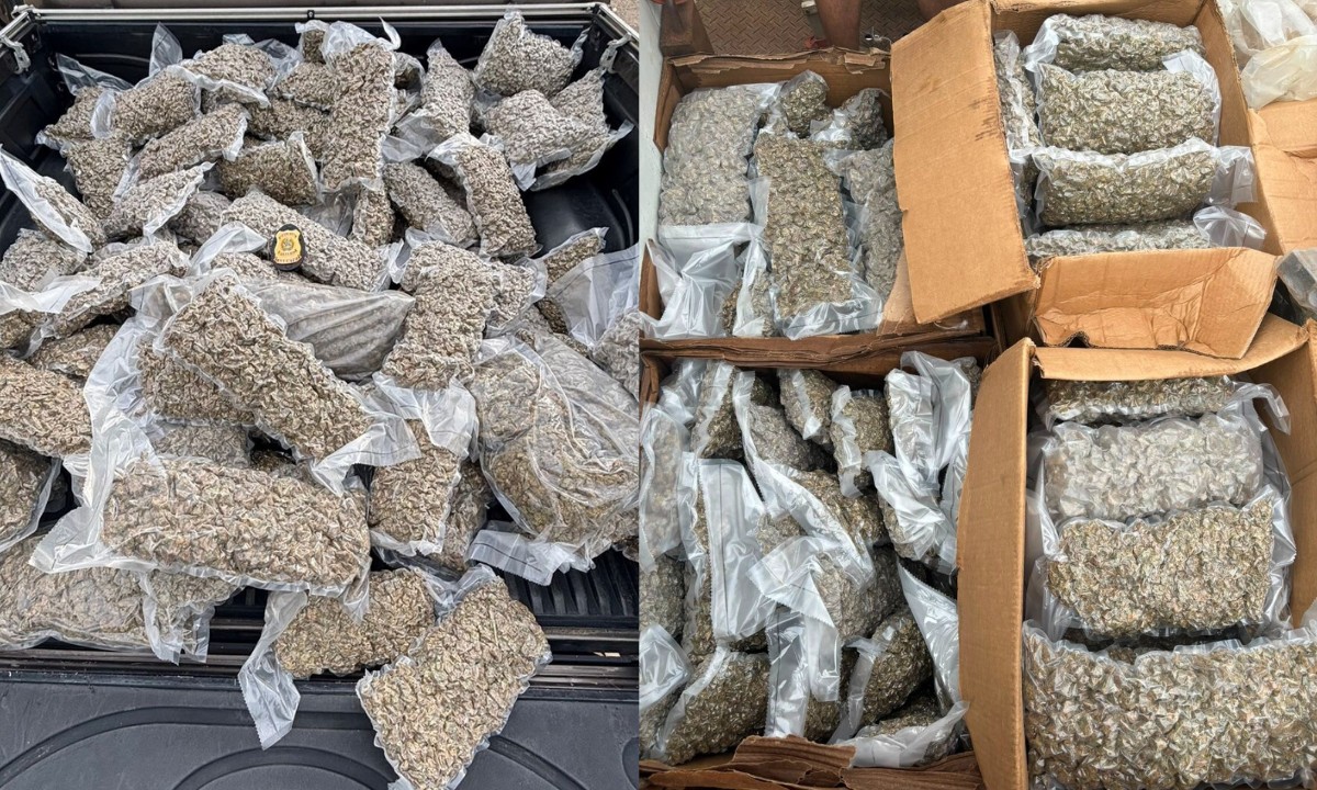 Homem é preso com cerca de 200 kg de maconha na Bahia; droga seria enviada para comunidades do RJ